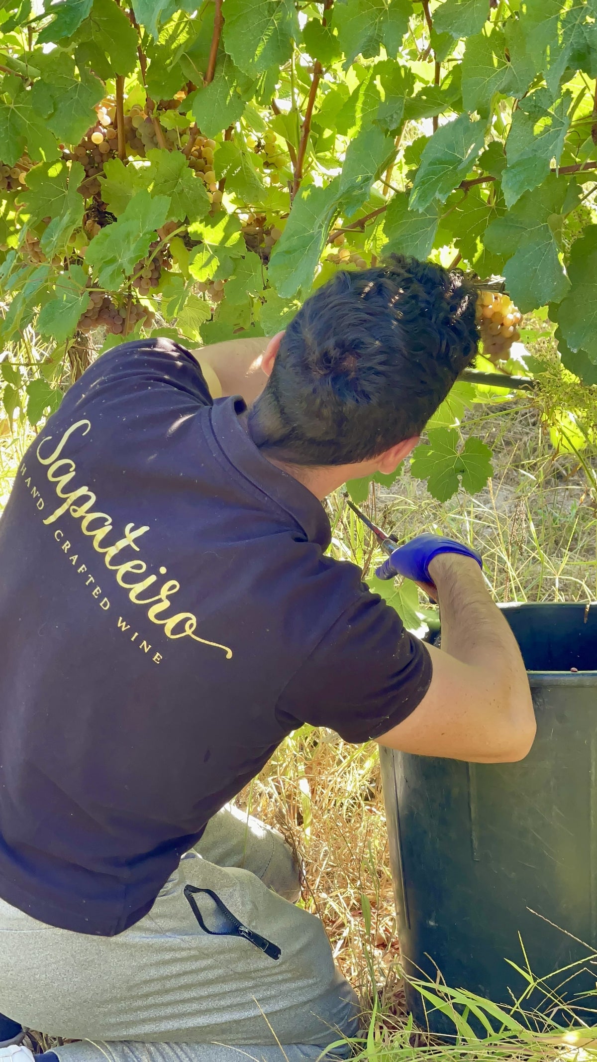 Sapateiro Reserva Branco Alvarinho & Avesso